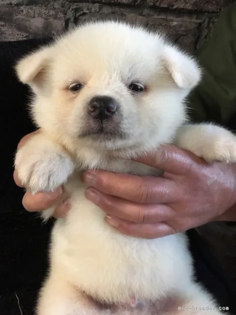 秋田犬【茨城県・男の子・2018年3月28日・白】の写真1