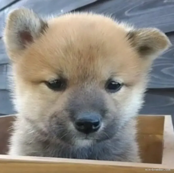 柴犬(標準サイズ)【茨城県・男の子・2023年2月22日・赤】の写真1