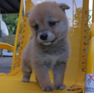 柴犬(豆柴)【茨城県・男の子・2023年5月8日・赤】の写真「おすすめイチオシ！激可愛い豆柴くん♪」