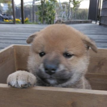 柴犬(標準サイズ)【茨城県・男の子・2023年2月22日・赤】の写真「フックフクの可愛い男の子が産まれました♪」