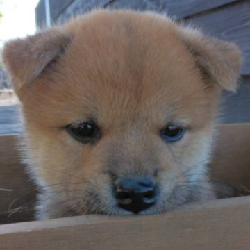 柴犬(標準サイズ)【茨城県・男の子・2023年2月22日・赤】の写真「すでに貫禄出そうな可愛い格好よさが◎」