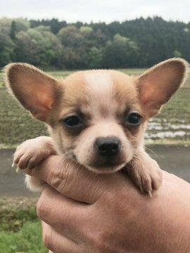 チワックス♪(チワワ×ミニチュアダックス)【茨城県・男の子・2022年3月10日・レッド&ホワイト】の写真「手の中にすっぽり♪うる可愛い男の子♪」