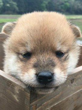 柴犬(標準サイズ)【茨城県・男の子・2022年3月21日・赤】の写真「モコモコ男の子♪柴犬くん♪」