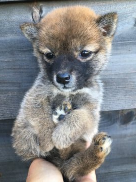 柴犬(豆柴)【茨城県・女の子・2021年8月3日・赤】の写真「超稀少！めったにいない極極小！愛嬌最高豆柴ちゃん♪」