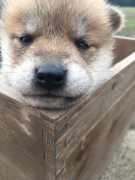 柴犬(標準サイズ)【茨城県・男の子・2022年3月21日・赤】の写真「骨格しっかり、ムクモコ柴犬くん♪」