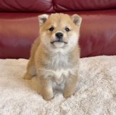 柴犬(豆柴)
