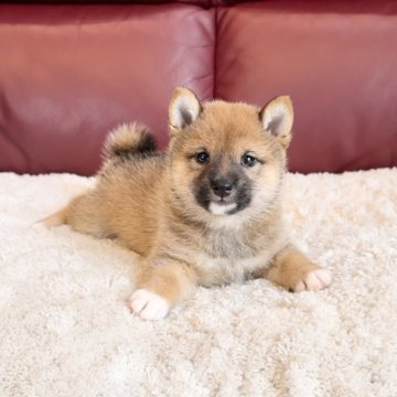 柴犬(豆柴)【福岡県・女の子・2024年4月27日・赤】の写真「ふわふわタヌキ顔の女の子❤️」