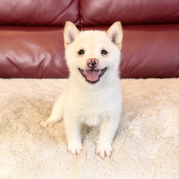 豆柴【福岡県・男の子・2024年7月1日・白】の写真「幸運を運ぶ笑顔❤️」