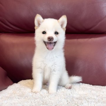 柴犬(豆柴)【福岡県・男の子・2024年6月5日・白】の写真「愛嬌あふれる素敵な笑顔💓」