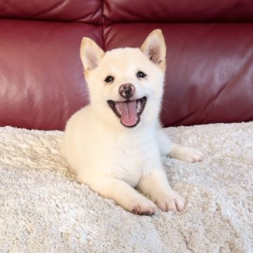 柴犬(豆柴)【福岡県・男の子・2024年7月1日・白】の写真「幸せを運ぶ笑顔❤️」