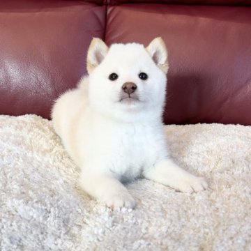 柴犬(豆柴)【福岡県・男の子・2024年5月15日・白】の写真「丸いお目々に吸い込まれそうです😂❤️」