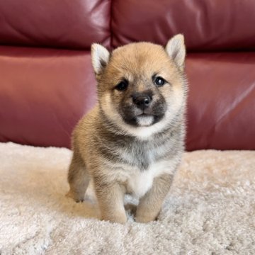 柴犬(豆柴)【福岡県・女の子・2024年7月8日・赤】の写真「お鼻が短い究極のタヌキ女子💓」