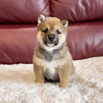 柴犬(豆柴)【福岡県・男の子・2024年7月8日・赤】の写真「この愛嬌はずるい😂❤️」