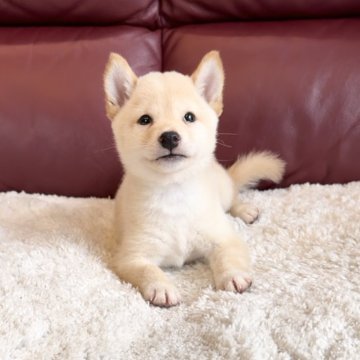 柴犬(豆柴)【福岡県・男の子・2024年6月13日・白】の写真「愛嬌満点の男の子💓」