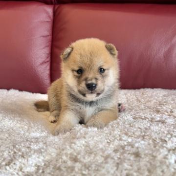 柴犬(豆柴)【福岡県・男の子・2022年6月19日・赤】の写真「小ぶりで綺麗な男の子❤️」