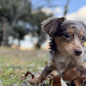 チワックス(チワワ×ダックスフンド)の子犬を探す｜ブリーダー直販の子犬販売【みんなのブリーダー】