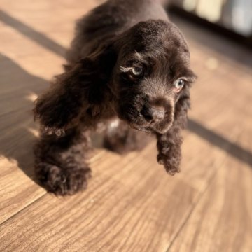 アメリカンコッカースパニエル【静岡県・男の子・2024年10月2日・チョコレート】の写真「チョココッカのおとこのこ」