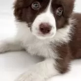 ボーダーコリー