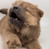 チャウチャウ