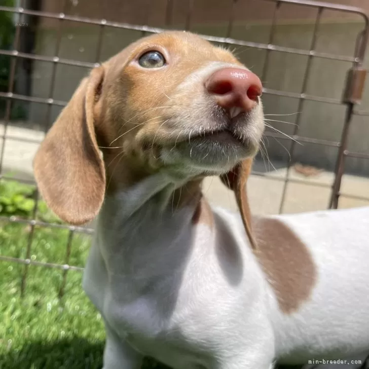 H.T 様のお迎えした子犬