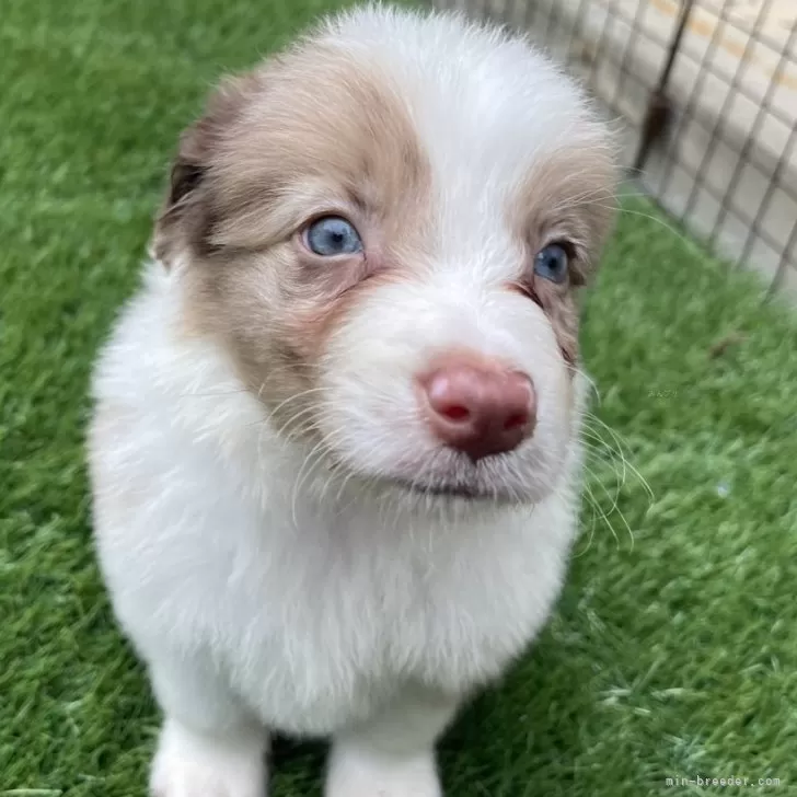 Y.A 様のお迎えした子犬