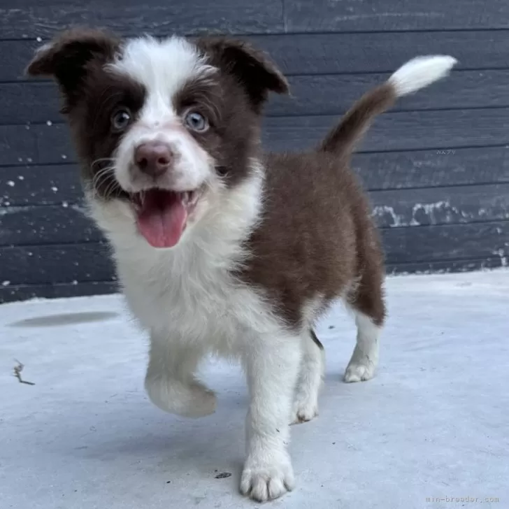 レイナ 様のお迎えした子犬