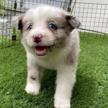 ボーダーコリー【静岡県・女の子・2024年5月22日・チョコマール】の写真「チョコマールのおんなのこ」