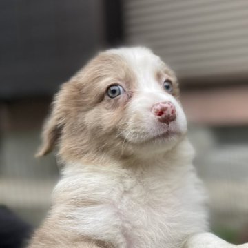 ボーダーコリー【静岡県・女の子・2024年3月29日・チョコマール】の写真「チョコマールボーダーのおんなのこ」