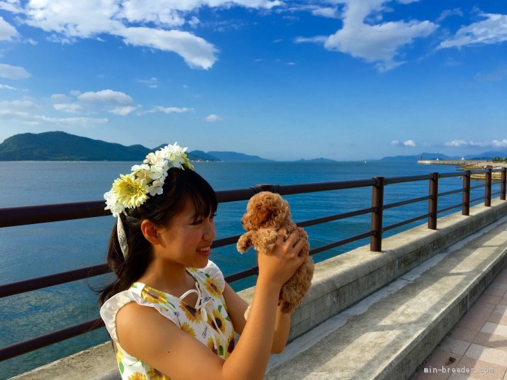 豊田　恵美(とよた　めぐみ)ブリーダー(香川県・トイプードルなど・JKC登録)の紹介写真2