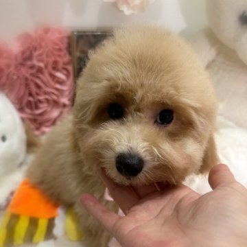 ミックス犬ビションプー(ビションフリーゼ×トイプードル)【香川県・男の子・2024年7月2日・アプリコット】の写真「おトイレバッチリお利口さん☺️イケメン王子様👑」