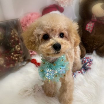 男の子(オス)のティーカッププードルの子犬を探す｜ブリーダー直販の子犬販売【みんなのブリーダー】