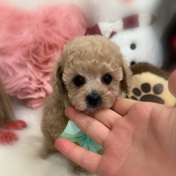 タイニープードル【香川県・男の子・2024年10月9日・ペールフォーン(クリーム)】の写真「とっても可愛い男の子💖」