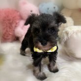ミニチュアシュナウザー