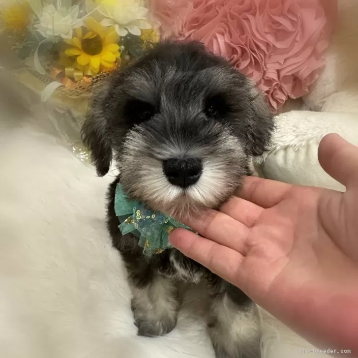 A.Y 様のお迎えした子犬