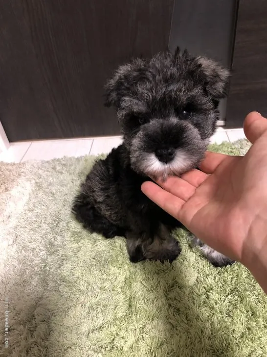 じろママ 様のお迎えした子犬