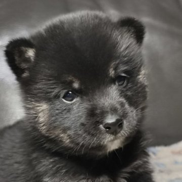柴犬(豆柴)【北海道・男の子・2025年9月10日・黒】の写真「小さくてムチムチカワイイ🎶」