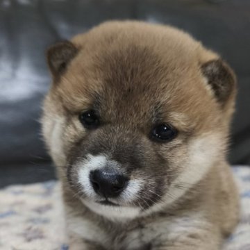 柴犬(豆柴)【北海道・男の子・2025年9月4日・赤】の写真「男らしいお顔に見えるけど、かわいい♫」
