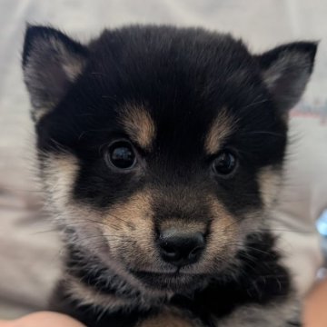 柴犬(豆柴)【北海道・男の子・2024年12月20日・黒】の写真「シュッとしてて、かわいい♫」