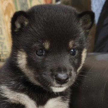 柴犬(豆柴)【北海道・男の子・2025年9月4日・黒】の写真「男らしく、可愛い♫」