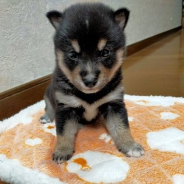 柴犬(標準サイズ)【北海道・男の子・2023年2月11日・黒】の写真「父が豆柴 母が柴犬です。
小ぶりで可愛い男の子！」