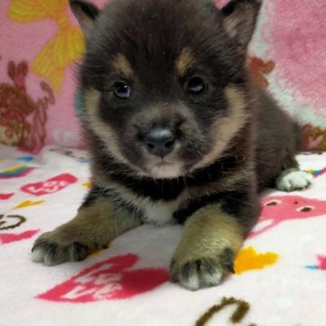 柴犬(豆柴)【北海道・女の子・2023年4月16日・黒】の写真「元気でｶﾜ(・∀・)ｲｲ!!女の子」