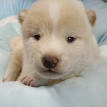 柴犬(標準サイズ)【北海道・男の子・2023年2月11日・白】の写真「希少な可愛らしい男の子」