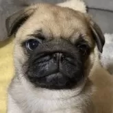 パグ