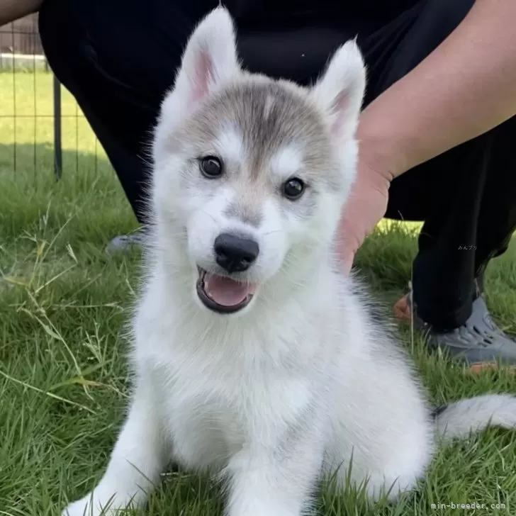 しおこ 様のお迎えした子犬