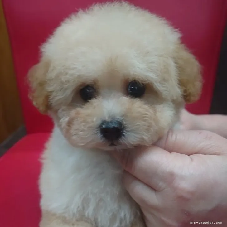 くにさん 様のお迎えした子犬