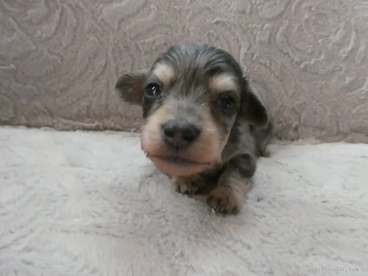 おさち 様のお迎えした子犬