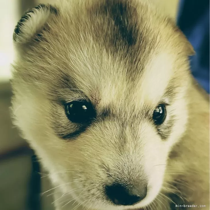 M.S 様のお迎えした子犬