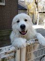 グレートピレニーズ【・男の子・2019年1月15日・ホワイト】「人とふれあうのが大好き😍」