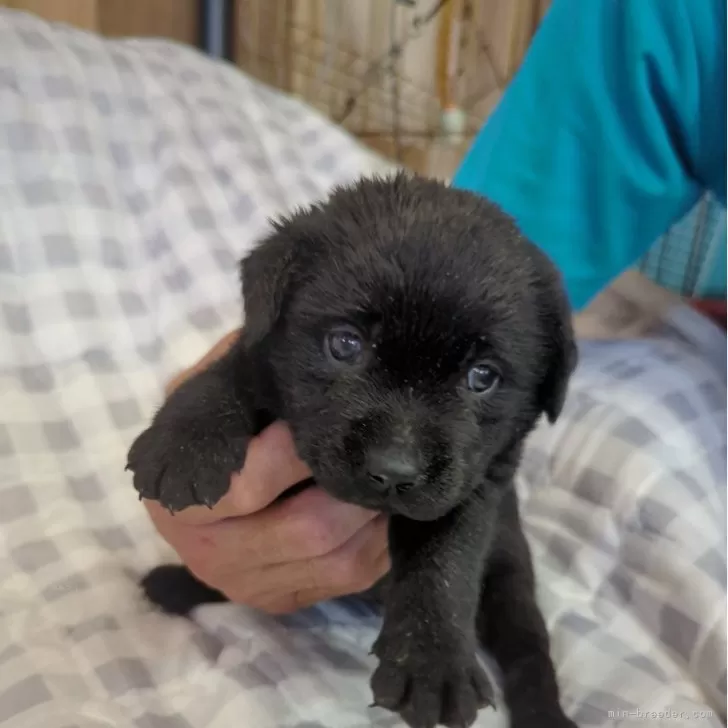 やっさん 様のお迎えした子犬