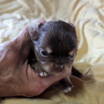 チワワ(ロング)【三重県・男の子・2023年7月1日・チョコタン】の写真「とても可愛い兄弟です」